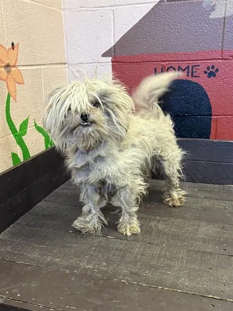 An adult small-sized male Maltese dog named Admiral for adoption in Castaic, CA