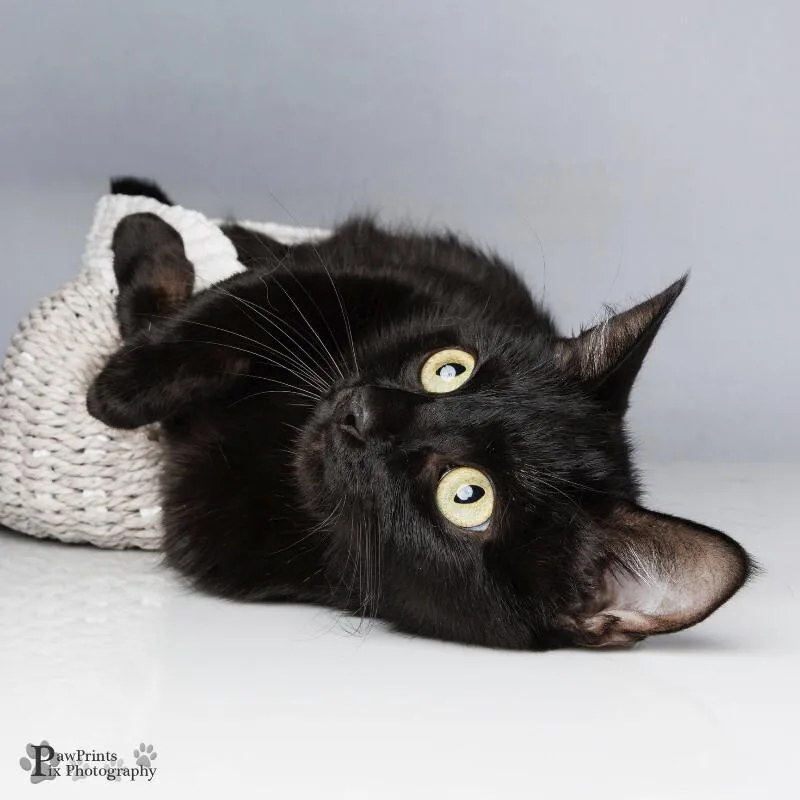 An adult medium-sized female Black Domestic Short Hair cat named Dahlia for adoption in Maryville, TN