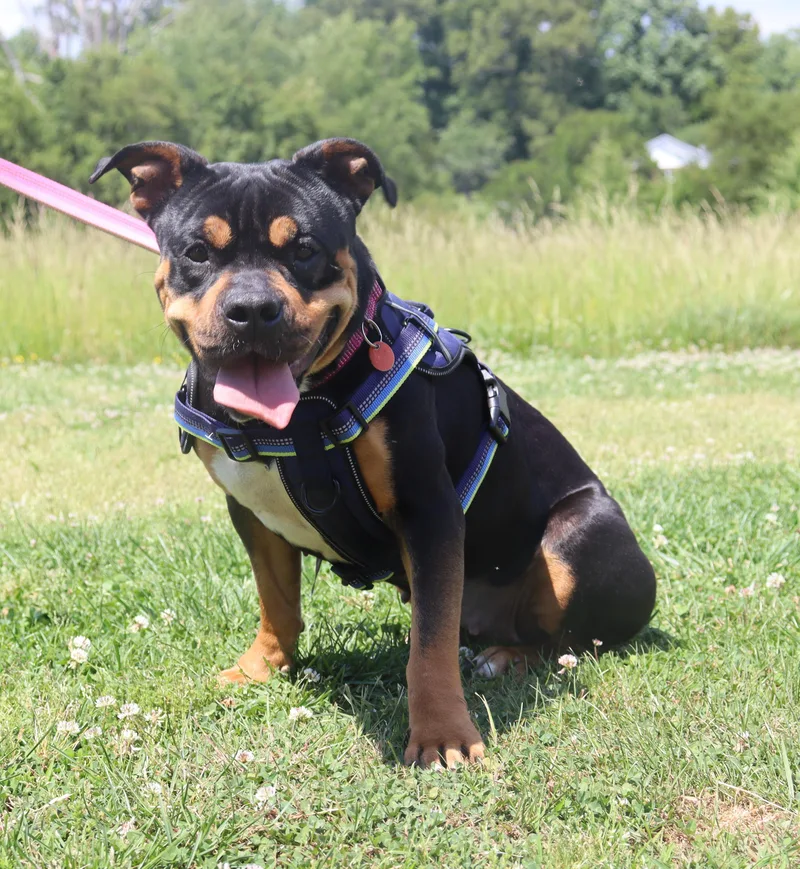 An adult medium-sized female Pit Bull Terrier dog named Riley for adoption in Winchester, TN