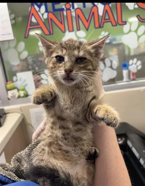 A baby small-sized female Domestic Short Hair cat named Baby Ruth for adoption in Louisville, KY
