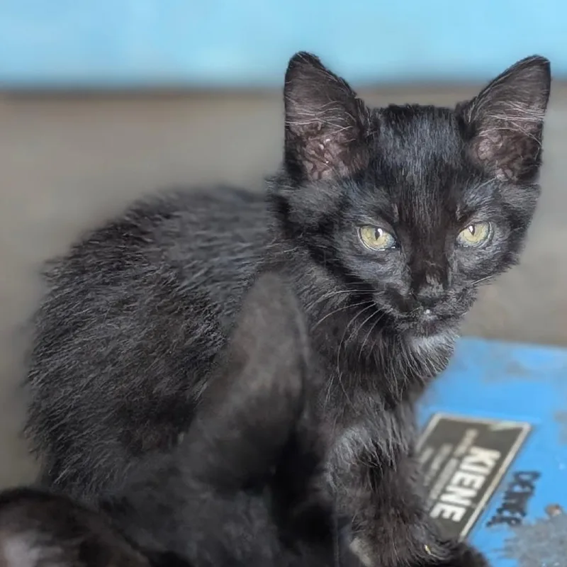 A baby small-sized female Black Domestic Short Hair cat named GeronimoMPACStray for adoption in Marshall, TX