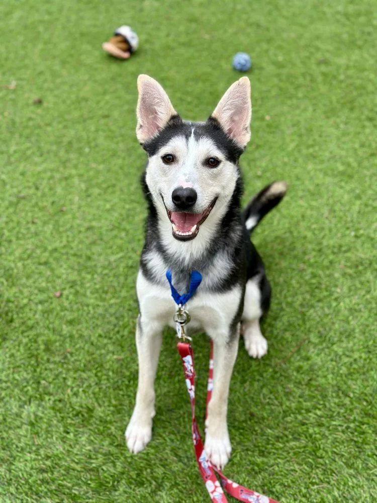 An adult medium-sized male Black Mixed Breed dog named Arturo for adoption in Alexandria, VA
