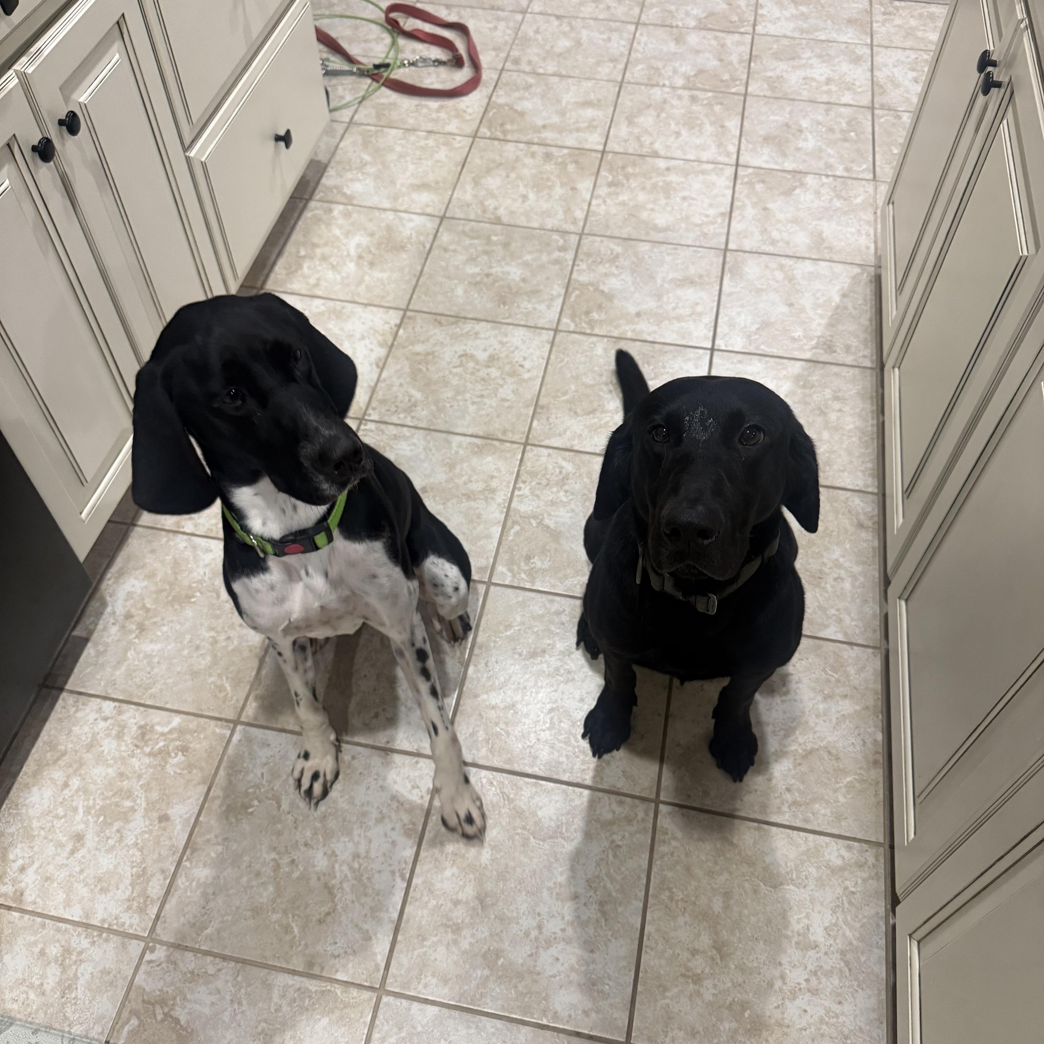 A young medium-sized female Black Pointer dog named Willow for adoption in Fredericksburg, VA