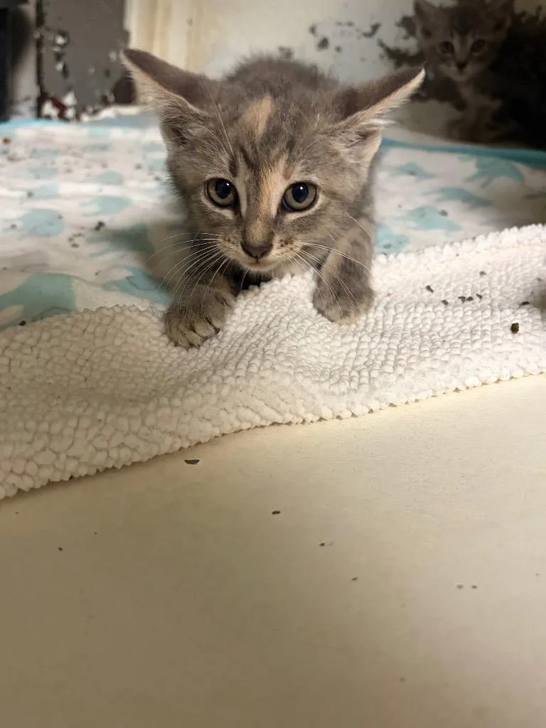 A baby medium-sized female Domestic Short Hair cat named Sealant for adoption in Ada, OK