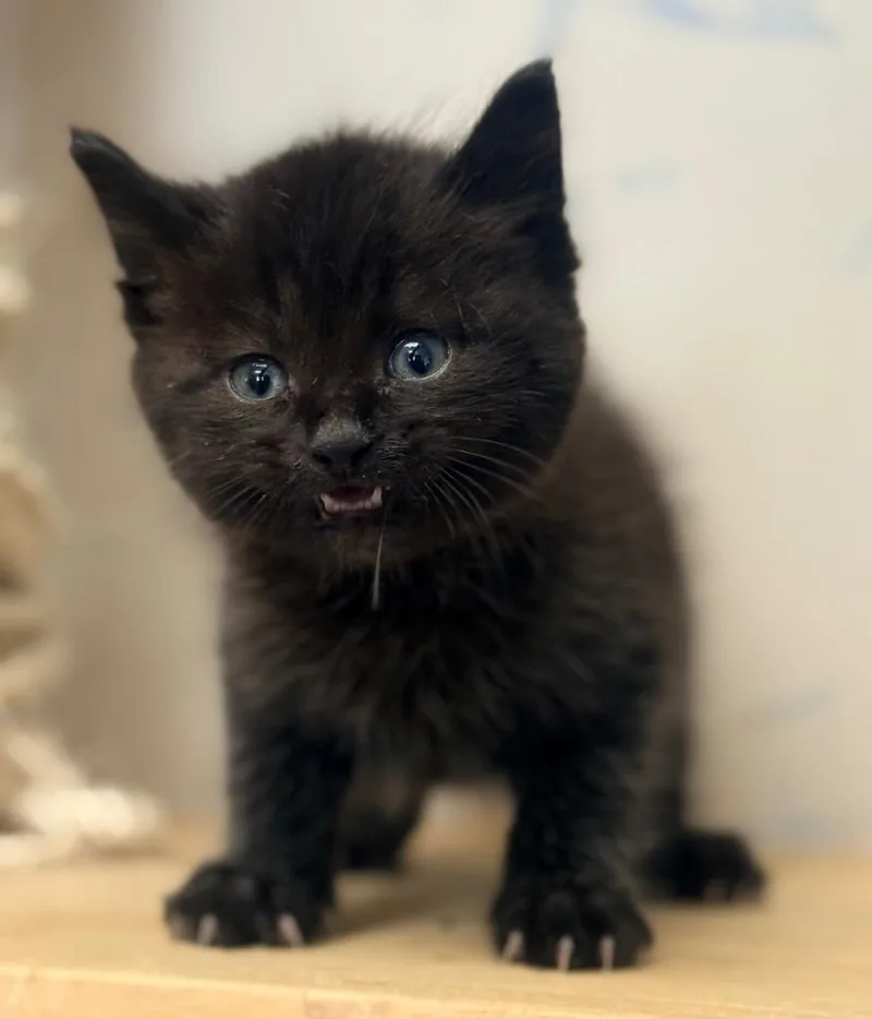 A baby small-sized male Domestic Medium Hair cat named Nacho for adoption in North Vernon, IN