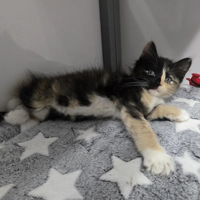 A baby large-sized female Calico Domestic Long Hair cat named Marble for adoption in Keokuk, IA