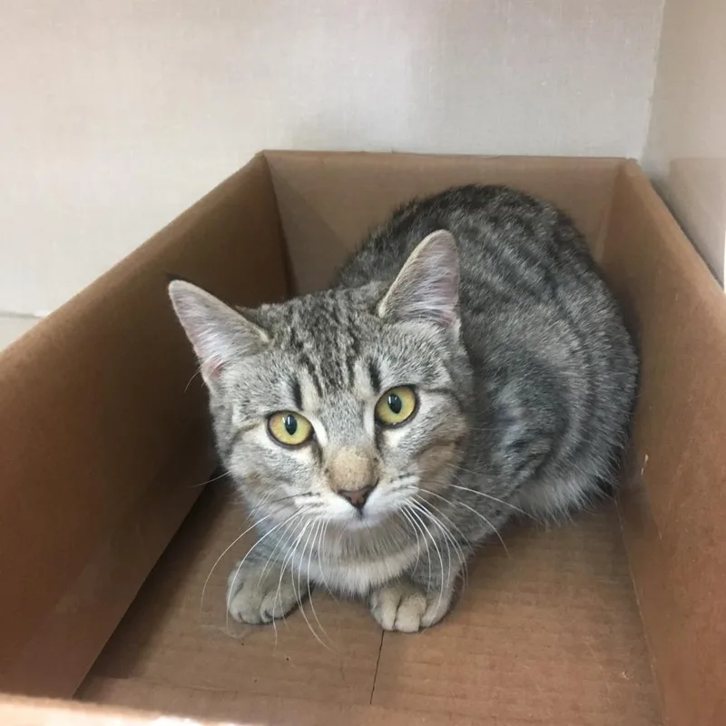A senior small-sized female Domestic Short Hair cat named Molly for adoption in Midland, TX