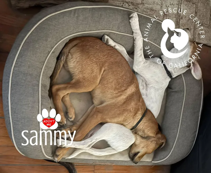 Sammy