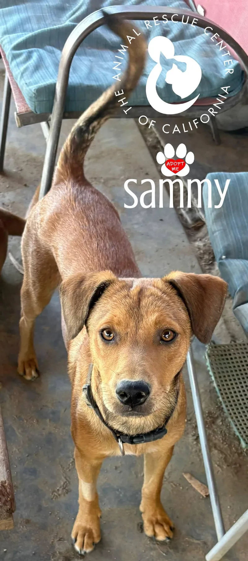 Sammy thumbnail 3