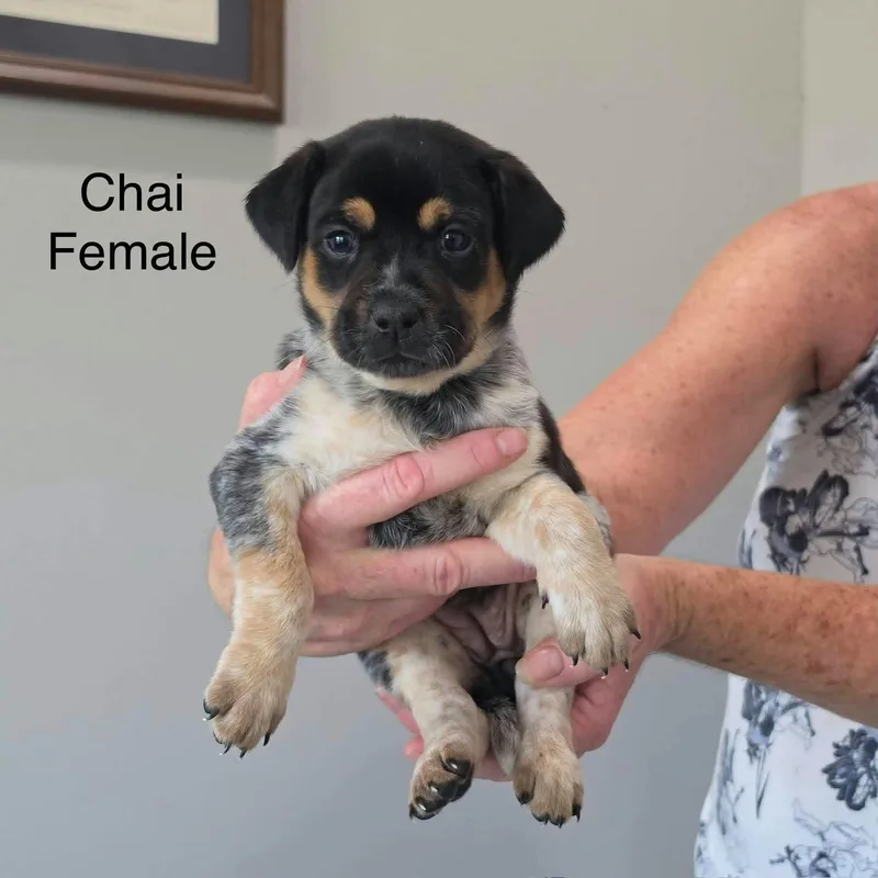 A baby medium-sized female Australian Cattle Dog / Blue Heeler dog named Chai for adoption in PLAINFIELD, CT