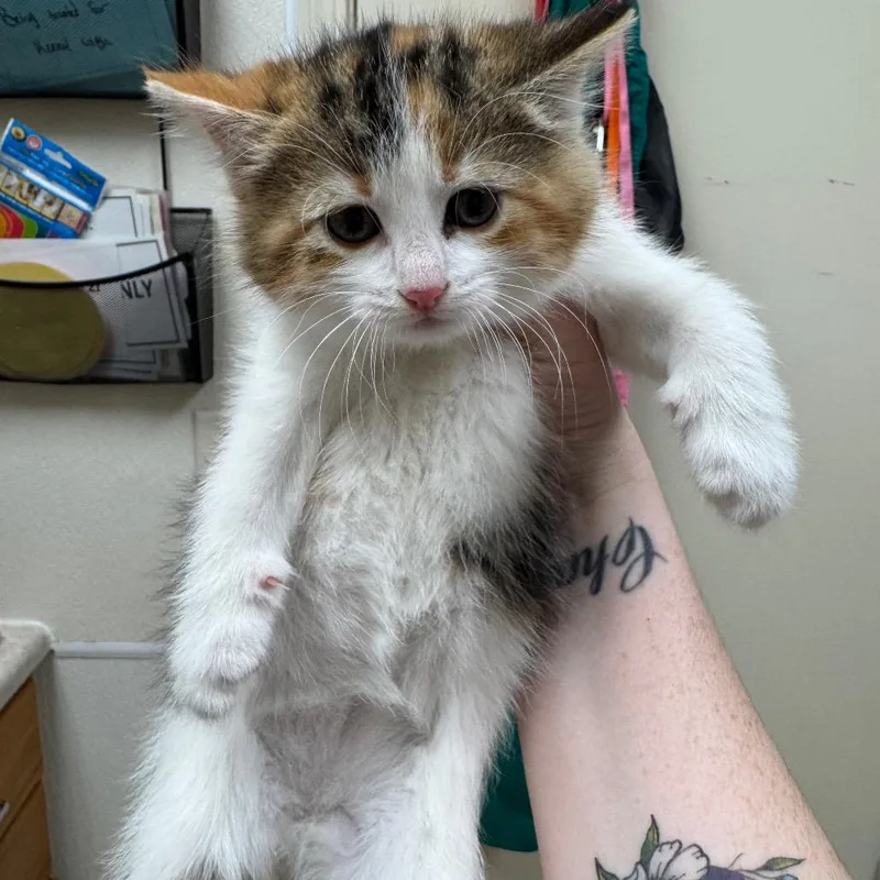 A baby small-sized female Calico Domestic Short Hair cat named Charger for adoption in Pekin, IL