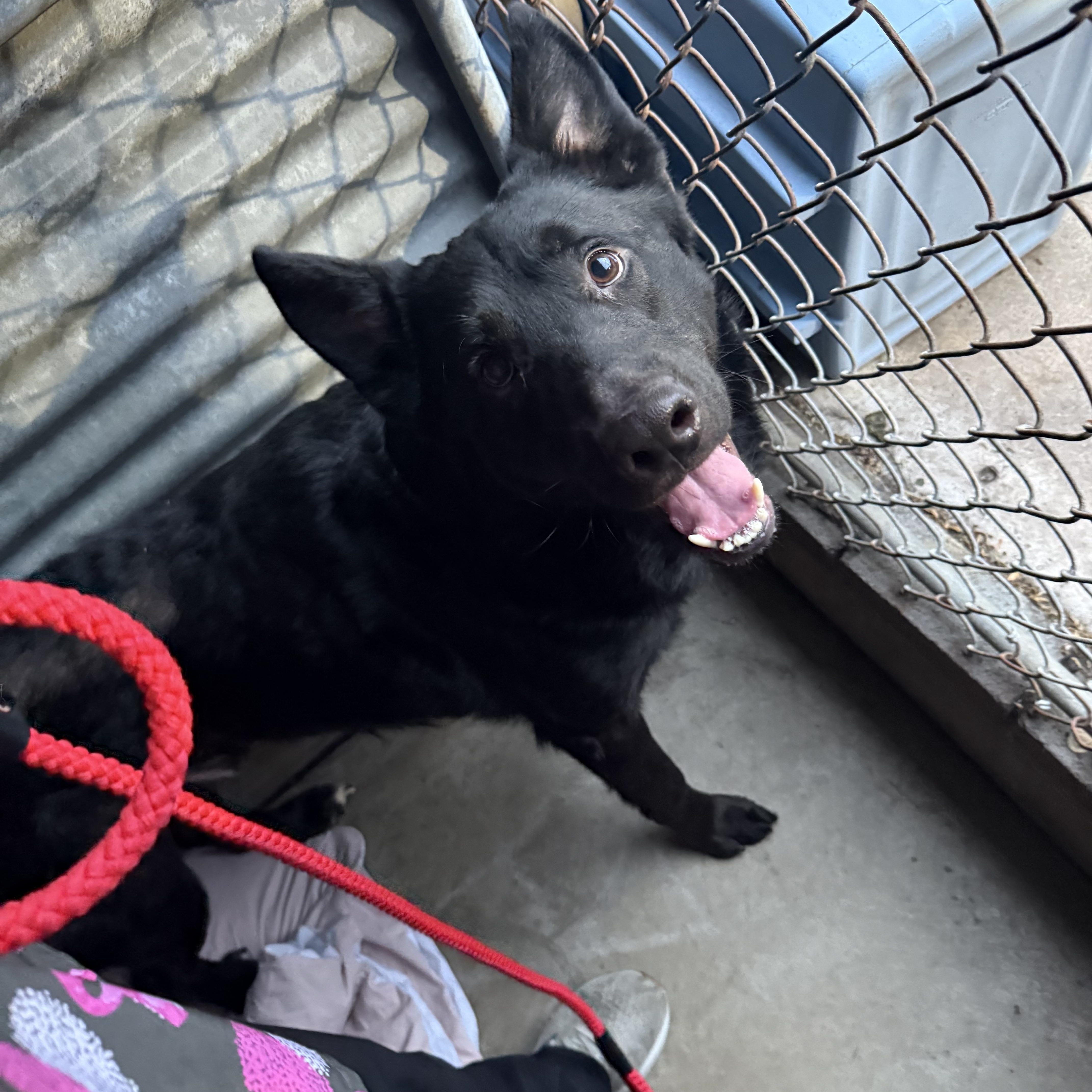An adult medium-sized male Black German Shepherd Dog dog named Shadow for adoption in tannersville, PA