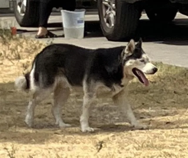 An adult large-sized male Siberian Husky dog named Saske for adoption in Dallas, TX