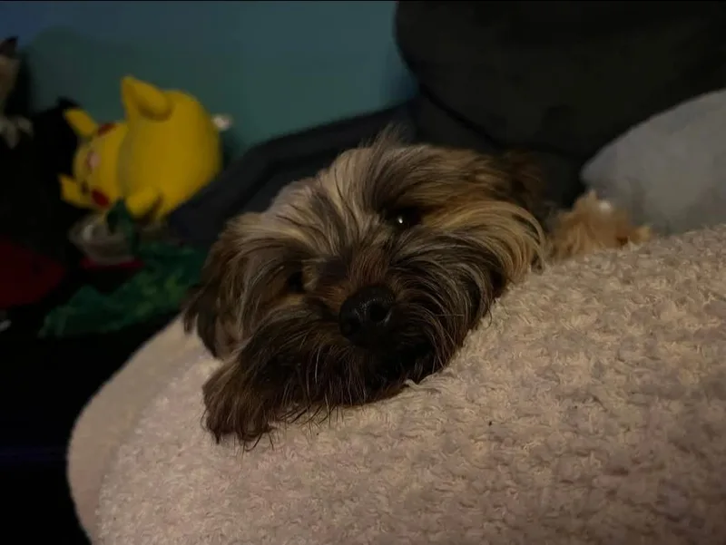 Wookie thumbnail 2