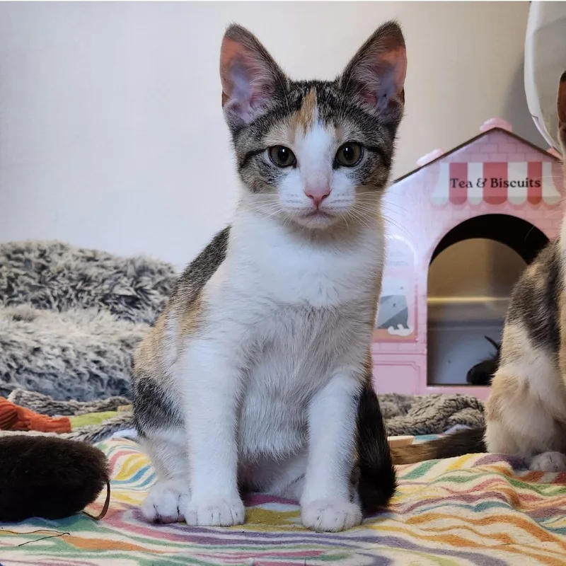 A young medium-sized female Torbie Domestic Short Hair cat named Ophelia for adoption in Akron, OH