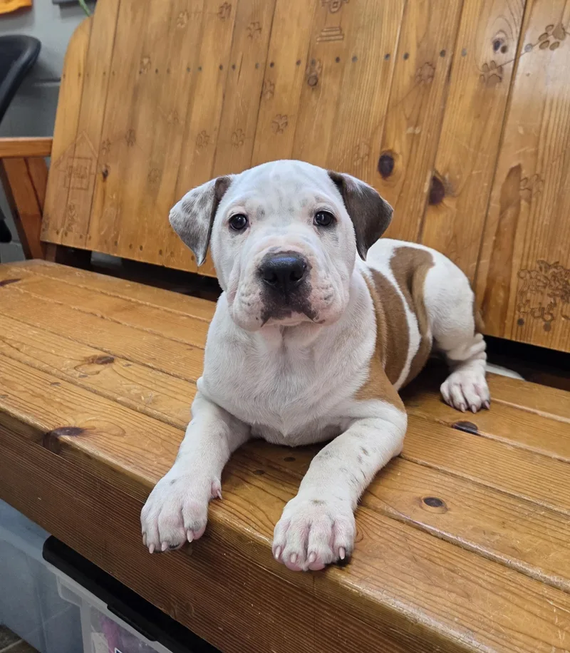 A baby medium-sized male White / Cream American Bulldog dog named Hercules for adoption in Parsons, KS