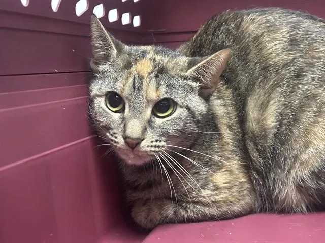 A young medium-sized female Domestic Short Hair cat named Karma for adoption in Garland, TX