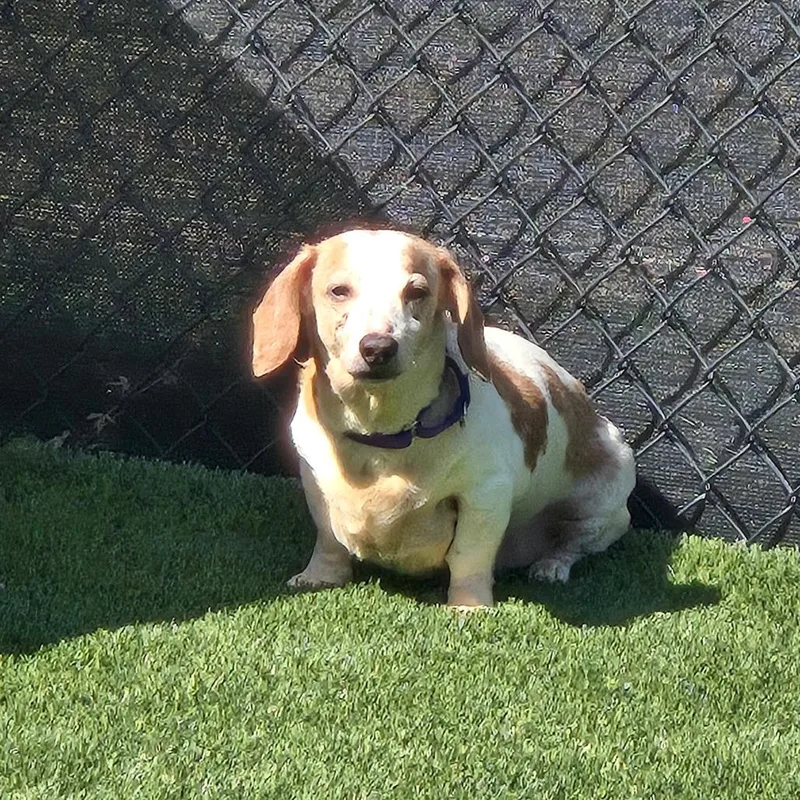 A senior small-sized male Mixed Breed dog named Kane for adoption in Pittsburgh, PA