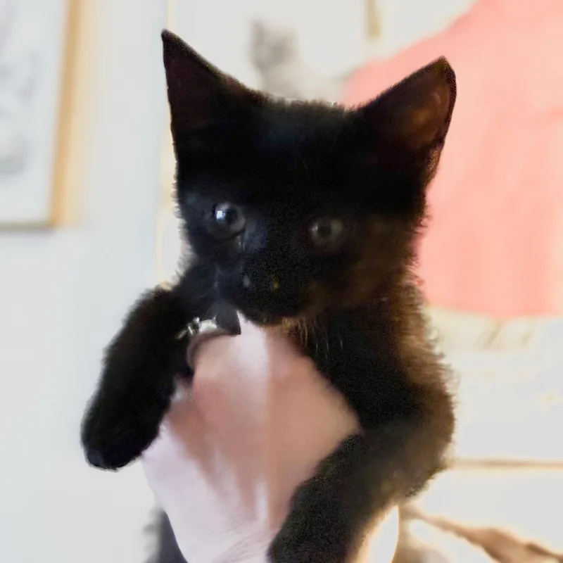A baby small-sized male Black Domestic Short Hair cat named Albert for adoption in Fredericksburg, TX