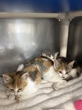 A baby small-sized female Domestic Short Hair cat named Cameo for adoption in Madison, NJ