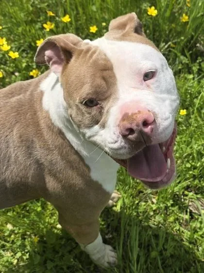 A young medium-sized female American Bulldog dog named Sprinkle for adoption in Conway, SC