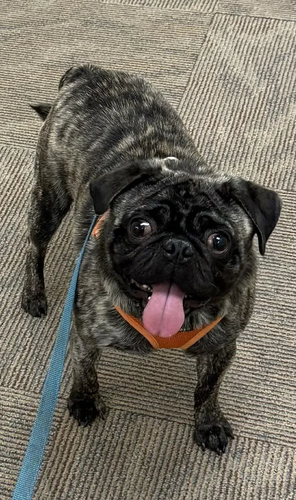 An adult small-sized male Brindle Pug dog named Pickles for adoption in Wolcott, CT