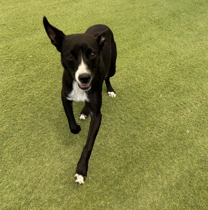 A baby small-sized female Black Mixed Breed dog named Kenzie for adoption in Huntington, NY