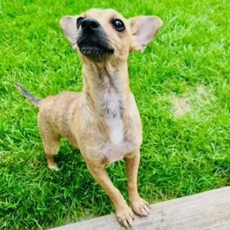 A baby small-sized female Red / Chestnut / Orange Chihuahua dog named Itsy for adoption in Lincolnshire, IL