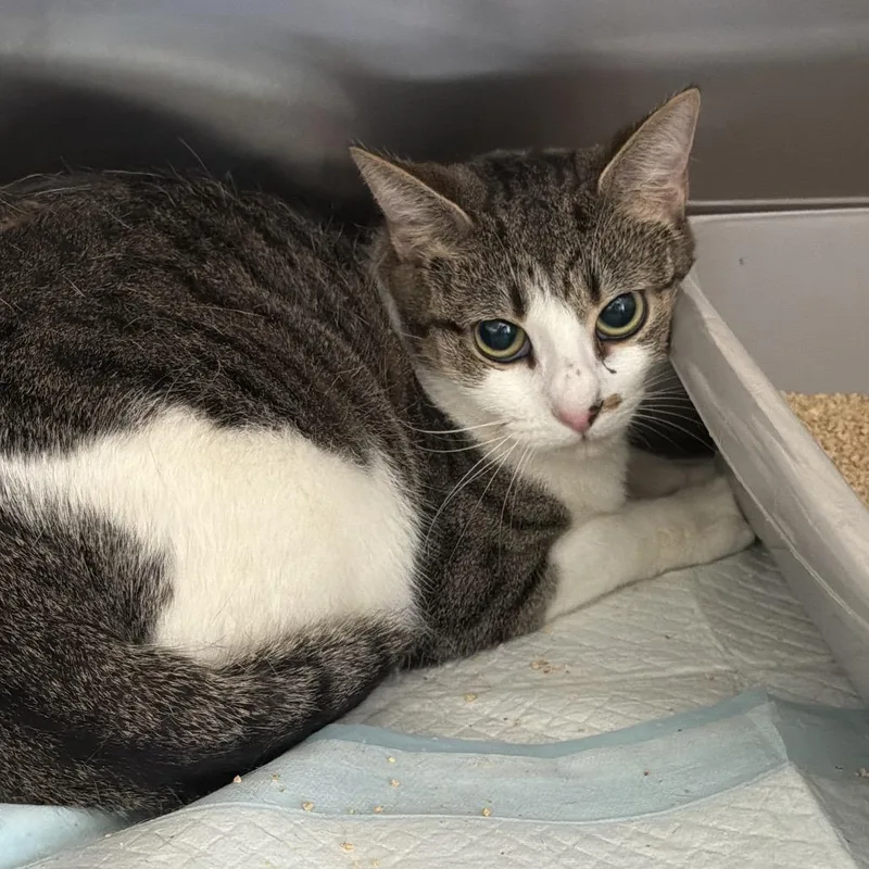 A young medium-sized female Black Domestic Short Hair cat named Maggie for adoption in Clearwater, FL