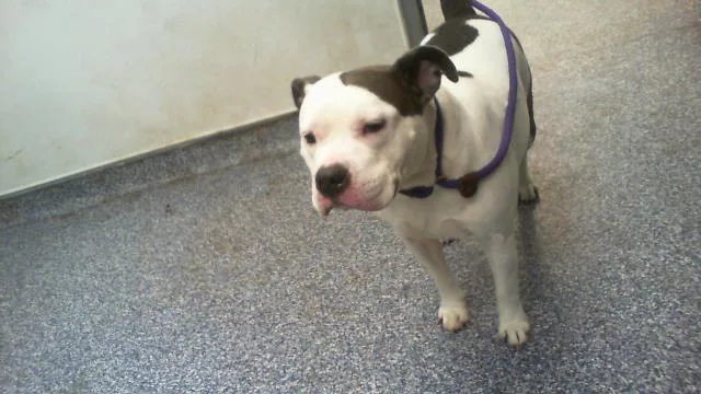 An adult large-sized female Pit Bull Terrier dog named Bella Honey for adoption in Charlotte, NC