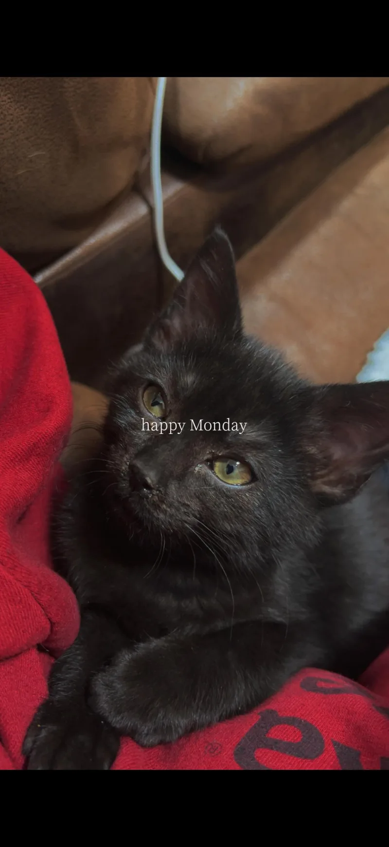 A baby medium-sized female Black Domestic Short Hair cat named Lemondrop for adoption in Omaha, NE