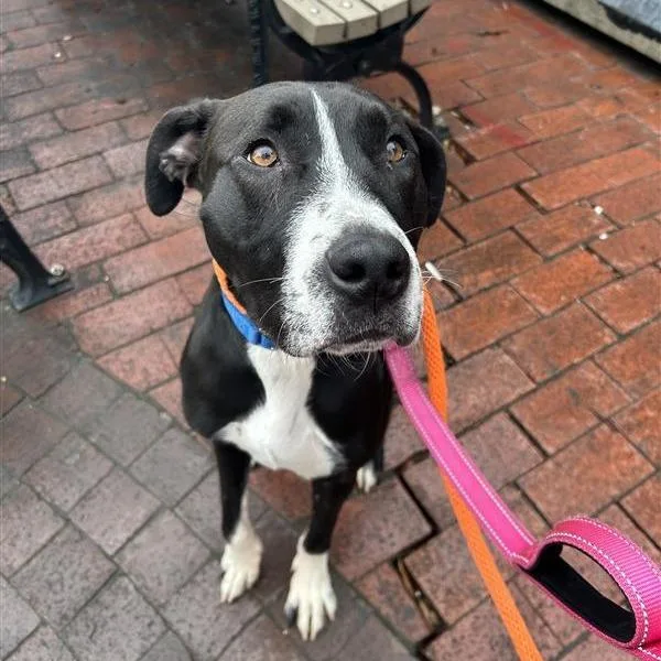 An adult medium-sized female Mixed Breed dog named Athena for adoption in New York, NY
