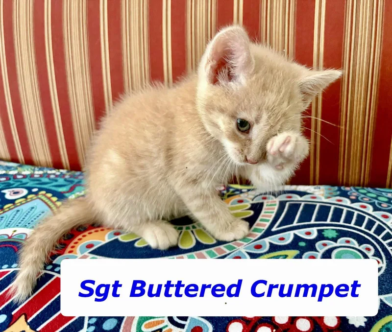 Sgt Buttered Crumpet thumbnail 3
