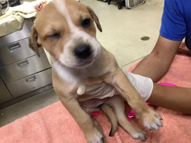 A baby small-sized female German Shepherd Dog dog named Butter for adoption in Riverside, CA