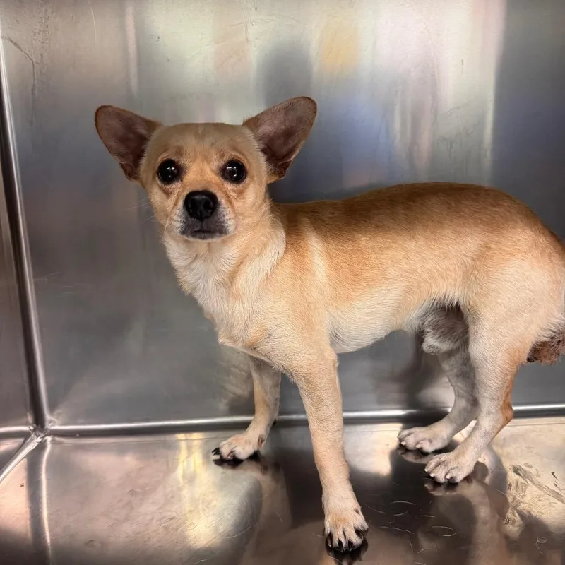 A baby small-sized male White / Cream Chihuahua dog named Chipo for adoption in Vieques, PR