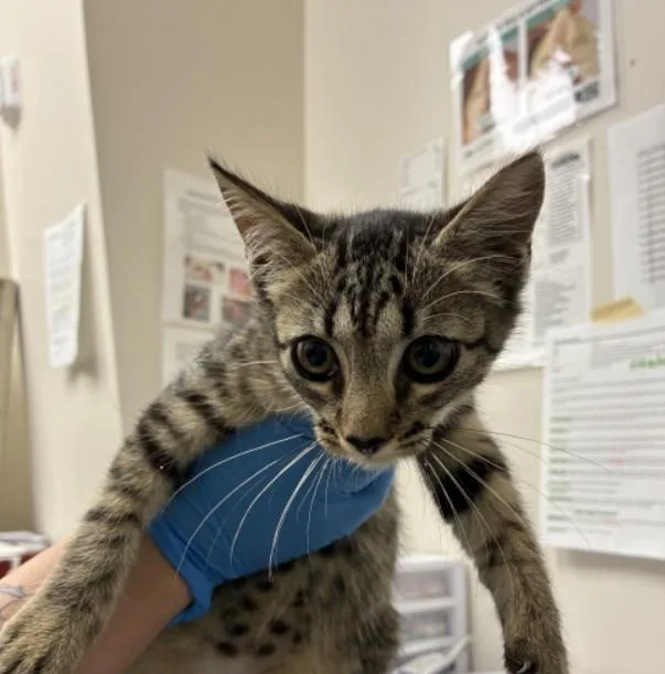 A baby small-sized female Domestic Short Hair cat named Squash for adoption in Naples, FL