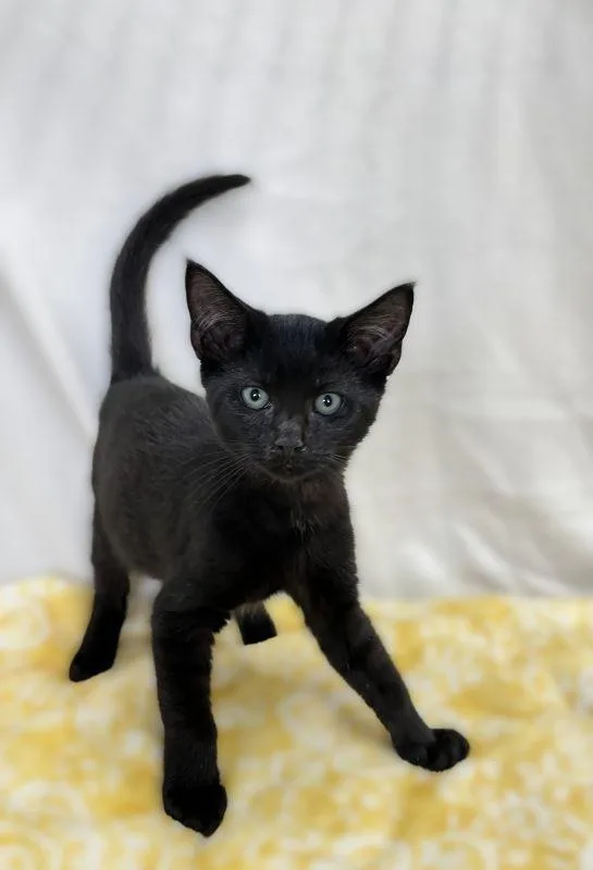 A baby medium-sized male Domestic Short Hair cat named Griff for adoption in Genoa, IL