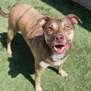 An adult medium-sized male Apricot / Beige Terrier dog named Norman for adoption in Fort Collins, CO