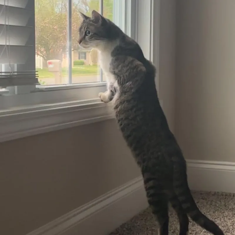 Whiskers