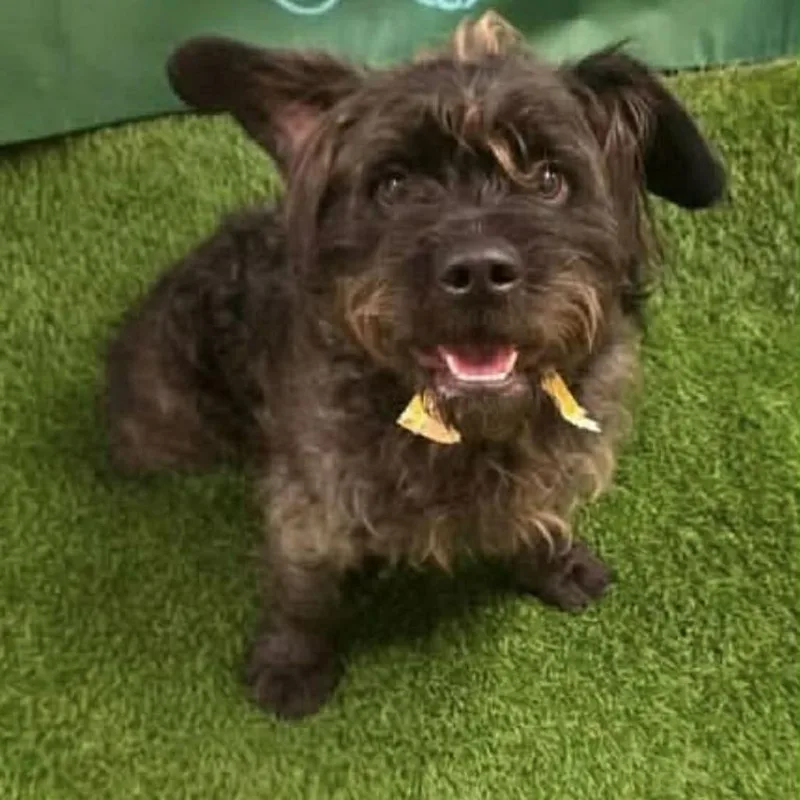 A young medium-sized male Black Terrier dog named Freddy for adoption in Pacifica, CA