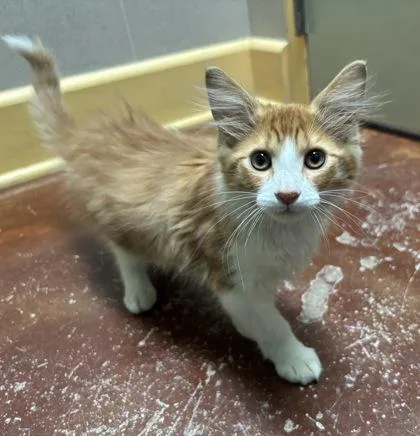 A baby small-sized male Domestic Short Hair cat named Walt Jr for adoption in New Orleans, LA