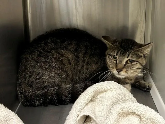 A young medium-sized female Domestic Short Hair cat named Ariel for adoption in Brighton, CO