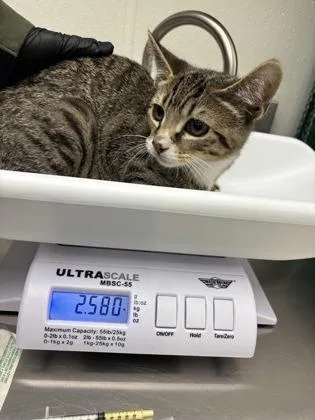 A baby small-sized male Domestic Short Hair cat named Minky for adoption in Seattle, WA