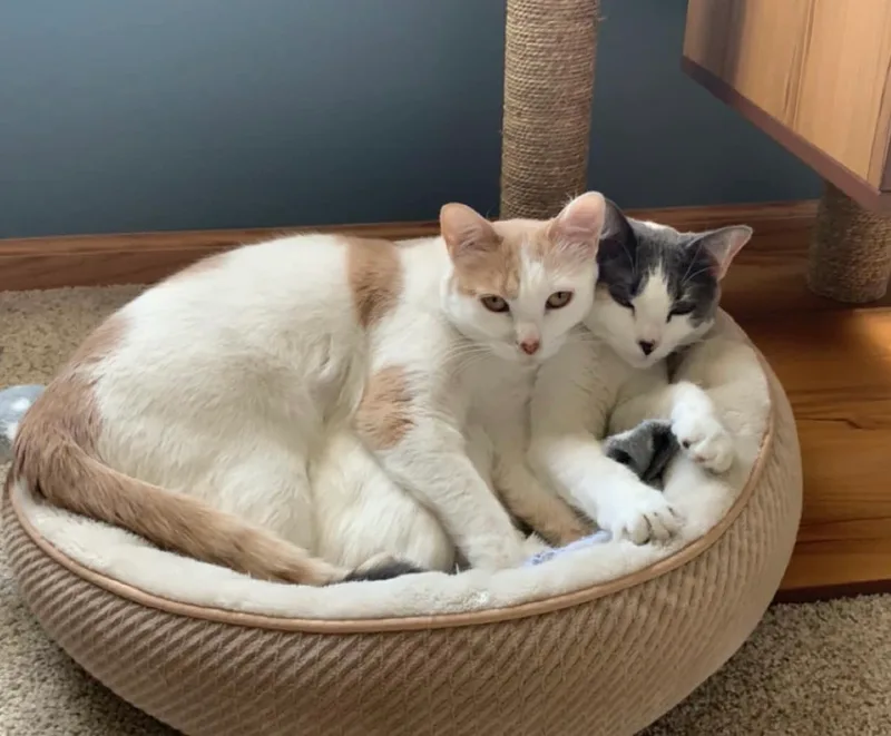 Almond & Macadamia  thumbnail 3