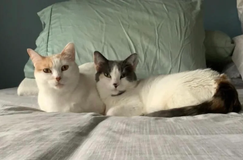 Almond & Macadamia  thumbnail 4