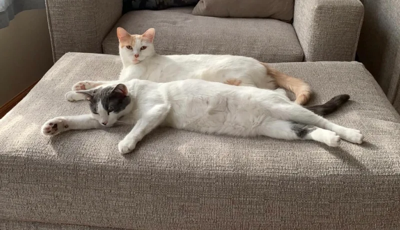 Almond & Macadamia  thumbnail 5