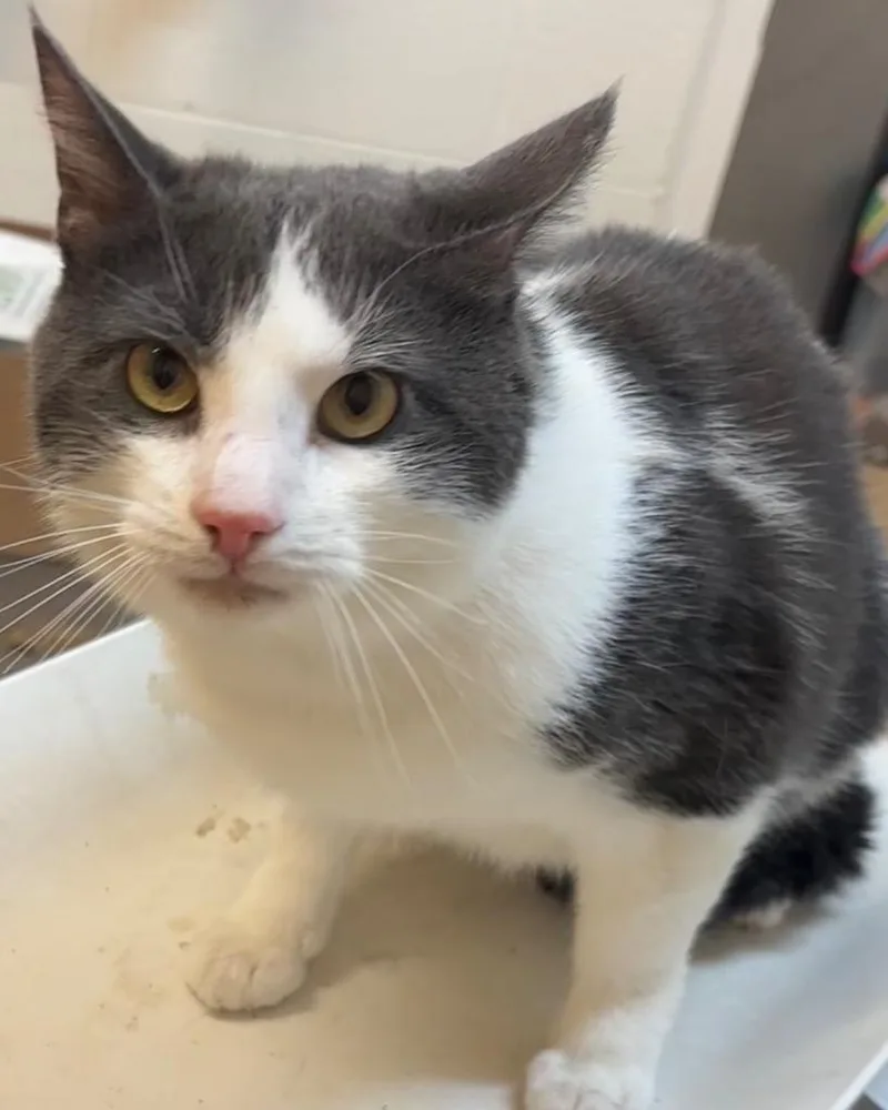A young large-sized male Domestic Short Hair cat named Greyson for adoption in Elizabethton, TN