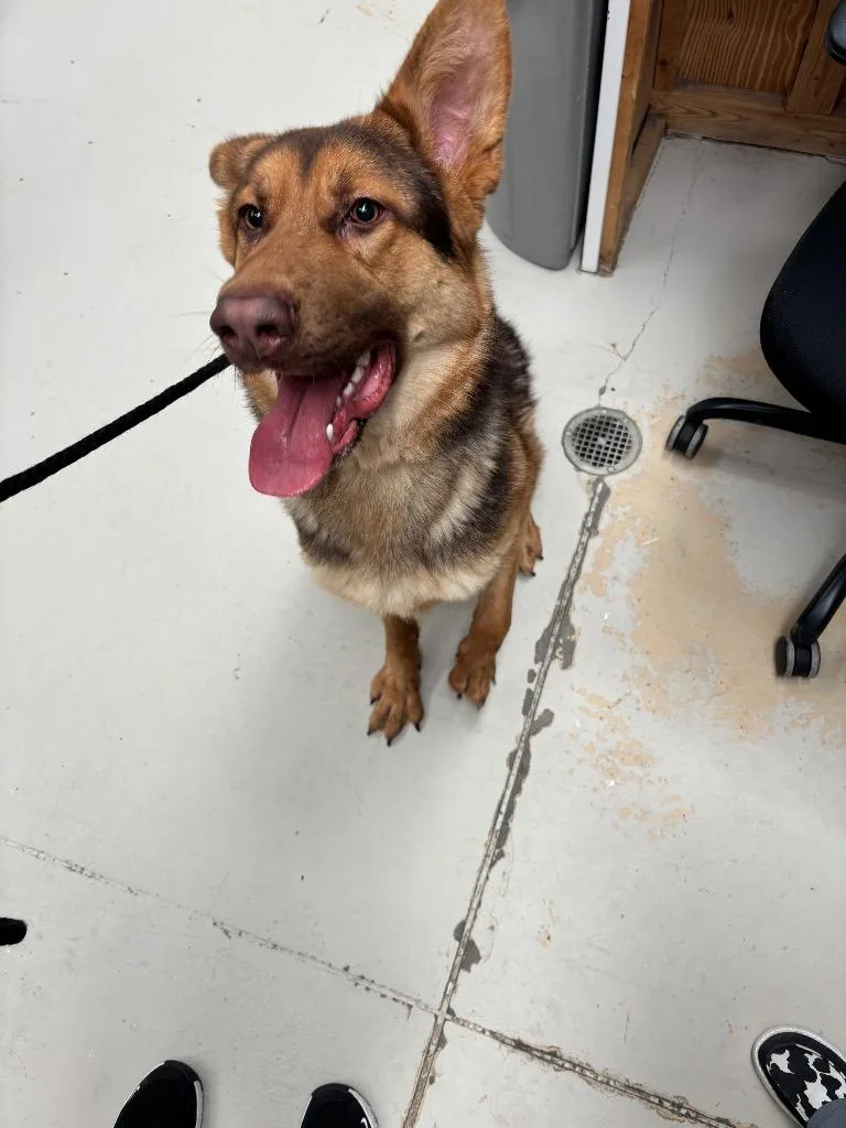 A young medium-sized male German Shepherd Dog dog named Rodeo for adoption in Findlay, OH