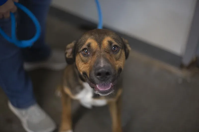 An adult large-sized male Terrier dog named Colton for adoption in Mountain Home, AR