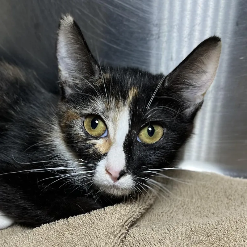 A baby small-sized female Domestic Short Hair cat named Shelly for adoption in Palm Springs, CA